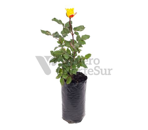 Rosas Injertadas de 30cm - Vivero Norte Sur