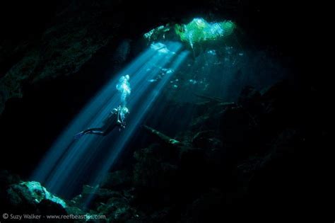 ocean cave painting - Google Search Underwater Photographer, Cave Paintings, Memoirs, Ocean ...