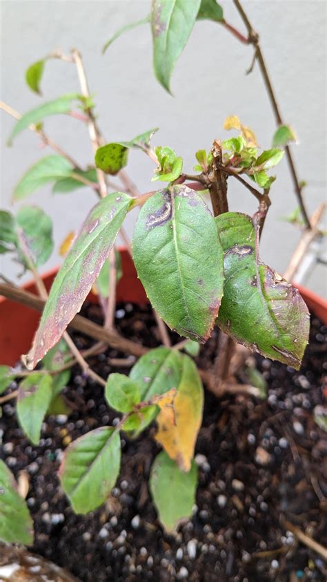 Fuchsia help please! This fuchsia plant was flourishing last year. After winter, heavy ...