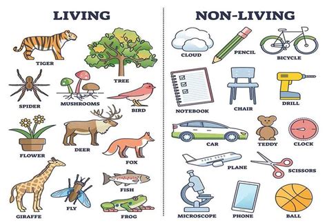 Living and Non Living Things - Characteristics & Examples | Living and nonliving, Nonliving ...