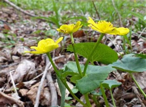 Marsh Marigold: Pictures, Flowers, Leaves & Identification | Caltha palustris