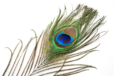 Peacock Feather 1 by HKPasseyStock on DeviantArt