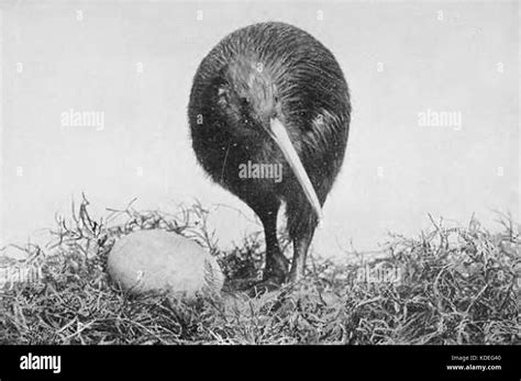 Kiwi and egg Picturesque New Zealand 1913 Stock Photo - Alamy