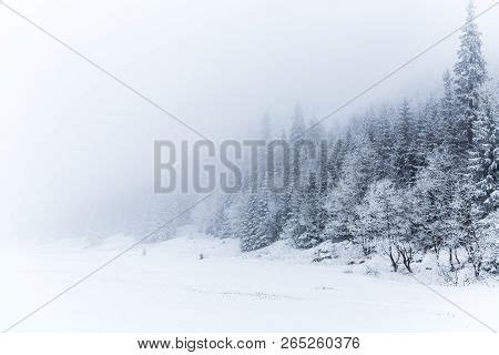 Winter White Forest Image & Photo (Free Trial) | Bigstock