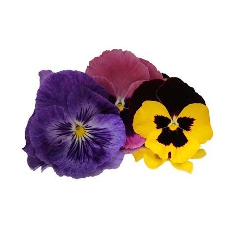 Pansy Edible Flowers | Nurtured in Norfolk