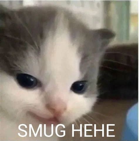 Smug Hehe | Hehe Cat | Know Your Meme