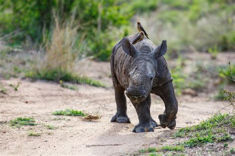 Baby Rhinoceros with Oxpecker Stock Photo - Image of south, young: 147039224