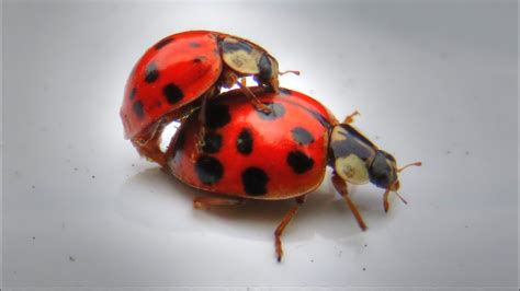 Ladybugs Mating - YouTube