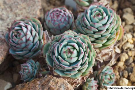 Echeveria derenbergii / 20 seeds - UnusualSeeds