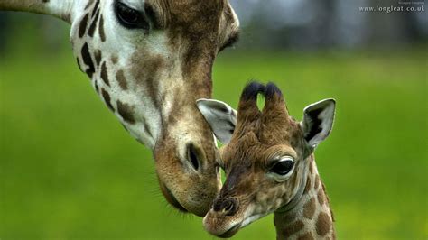 🔥 [50+] Baby Giraffe Wallpapers | WallpaperSafari