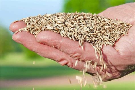 When To Seed Kentucky Bluegrass: Best Timing Tips | LawnHelpful.com