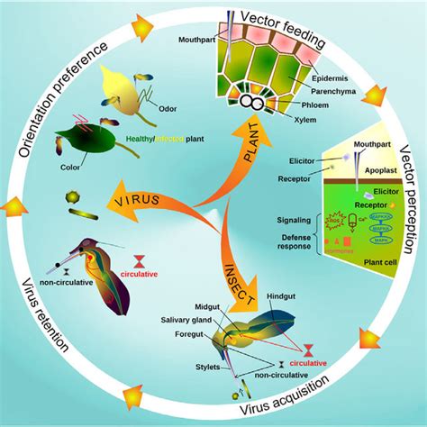 (PDF) Insect transmission of plant viruses: Multilayered interactions optimize viral propagation