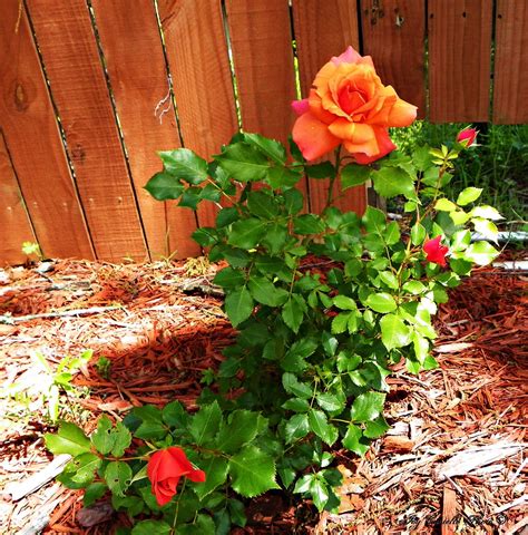 Jo's Orange Rose Bush | My neighbor's flower. | Flickr