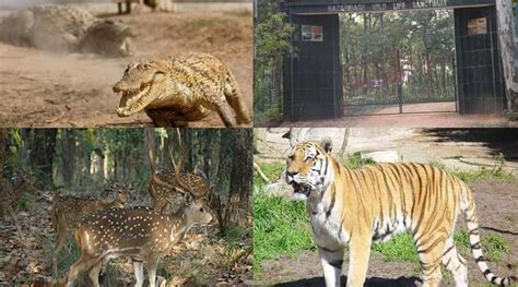 Hazaribagh Wildlife Sanctuary, Jharkhand - A Detailed Travel Guide 2020