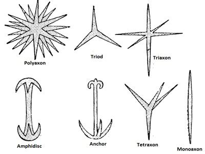 Porifera : Characteristics and Classification | Biology Edu Care