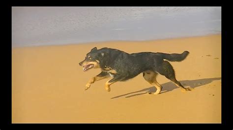 Dog Running In Epic Slow Motion 2 [HD] - YouTube