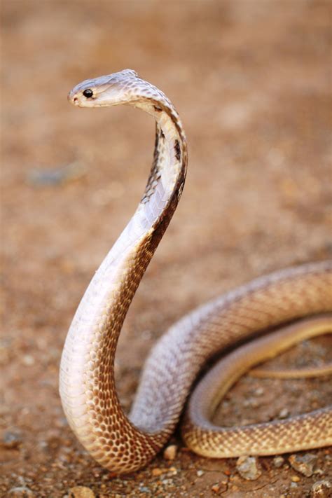 Indian Cobra | The Butterfly Diaries