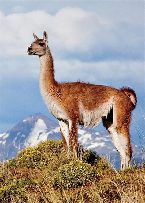 Restoring the Guanaco’s Habitat in Patagonia National Park - Fundación ...