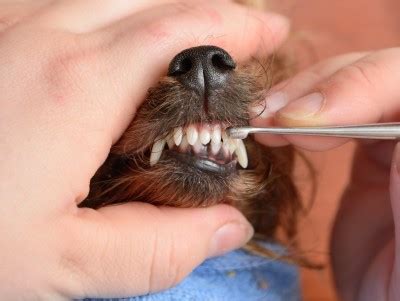 Shih Tzu Teeth, Bite and Dental Issues