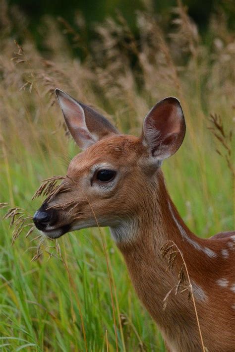 105 best images about THE MINNESOTA ANIMALS on Pinterest | Lakes ...