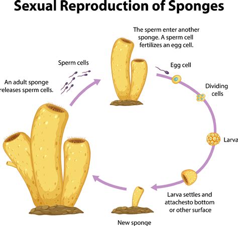 Diagram showing sexual reproduction in sponges 6159108 Vector Art at Vecteezy