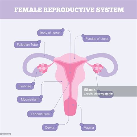 Female Reproductive System Anatomy And Function Kenhub | Porn Sex Picture