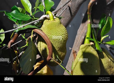 jackfruit, jackfruit tree or jackfruit plant Stock Photo - Alamy