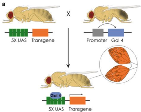 The Gal4-UAS system: Drosophila research tool - The Arrogant Scientist