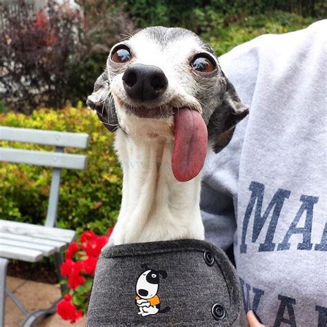 PsBattle: Dog Sticking Tongue Out | Funny looking dogs, Goofy dog, Cute dogs