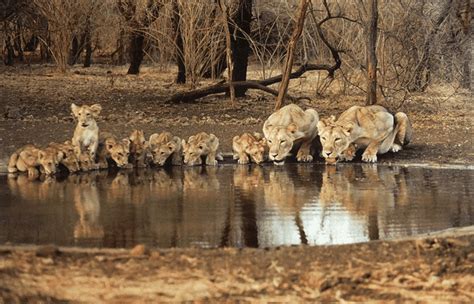 Gir National Park Timings