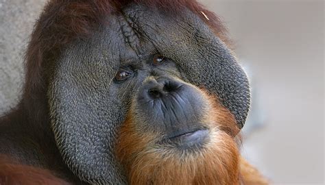 Orangutan | San Diego Zoo Kids