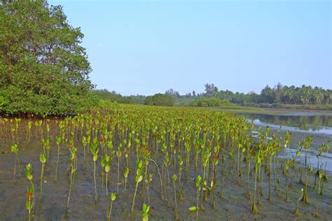 Free Images : tree, creek, marsh, swamp, vineyard, leaf, flower, reflection, crop, soil ...