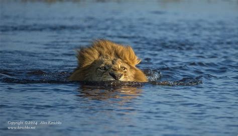 Funny Wildlife | Wildlife photos, Africa wildlife, Majestic animals