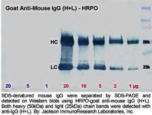 Western Blot: General Recommendations for Secondary Antibodies - Dianova