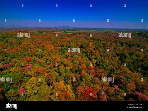 Aerial view of autumn forest Stock Photo - Alamy