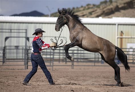 They had 120 days to tame a wild horse