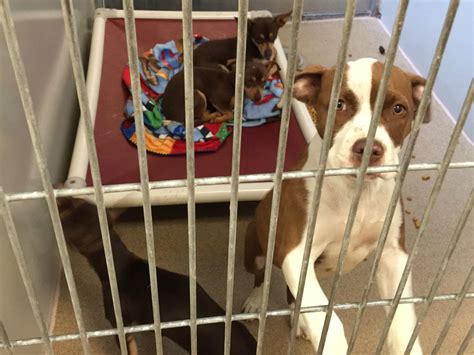 Bradshaw Animal Shelter Overcrowded With Dogs - capradio.org