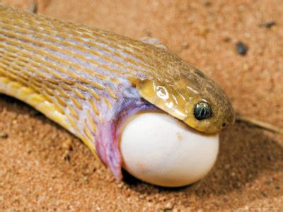 Reptile Facts - grimelords: Snakes eating eggs. There are only...