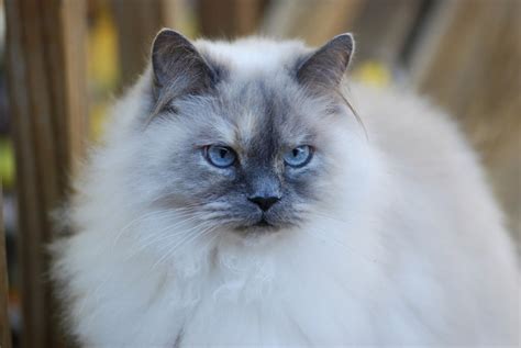 Cat - Blue Point Himalayan - i had one he was like a lilltle baby with me ! (With images ...