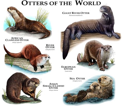 Otters of the World Poster Print - Etsy Australia