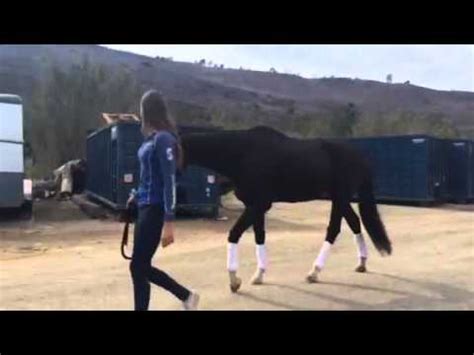 Wobbler Syndrome In Horses - Pregnancy Informations