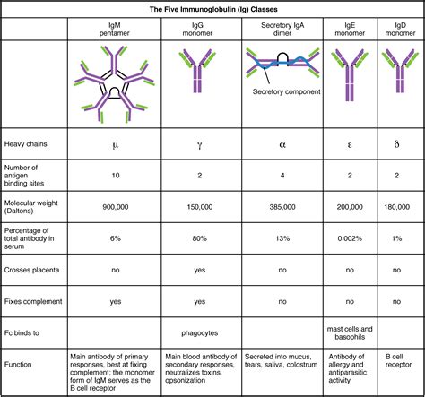 21.4 The Adaptive Immune Response: B-lymphocytes and Antibodies ...