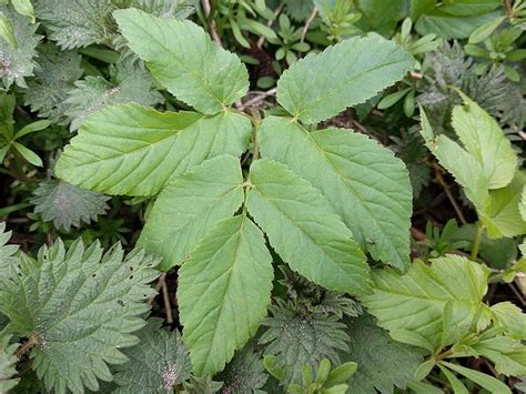 Ground Elder plant (Aegopodium podagraria) Identification