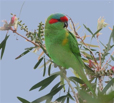 Musk Lorikeet - BirdForum Opus | BirdForum