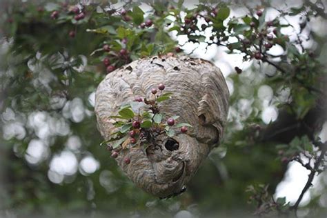 Yellow Jacket Wasp, Bald-Faced Hornet or Paper Wasp - Pest Control.