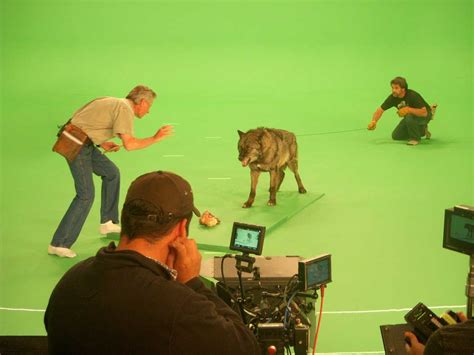 Hollywood Center Studios Hosts Stock Shoot for GreenScreen Animals ...