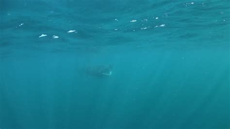 Basking Shark - Cetorhinus maximus image - Free stock photo - Public Domain photo - CC0 Images