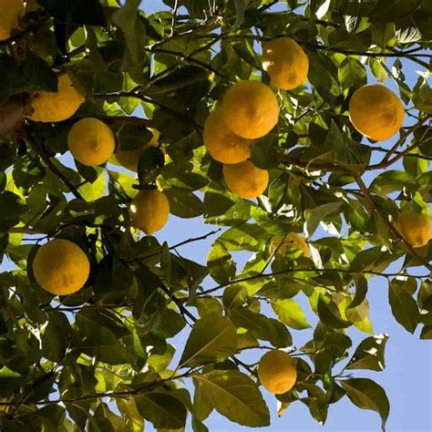 Citrus tree | the Citrus turns your garden into a fresh orchard ...