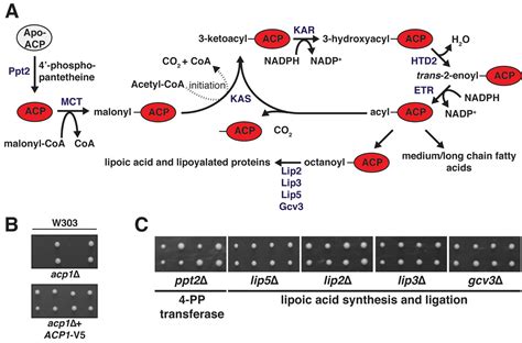 Figures and data in The mitochondrial acyl carrier protein (ACP ...