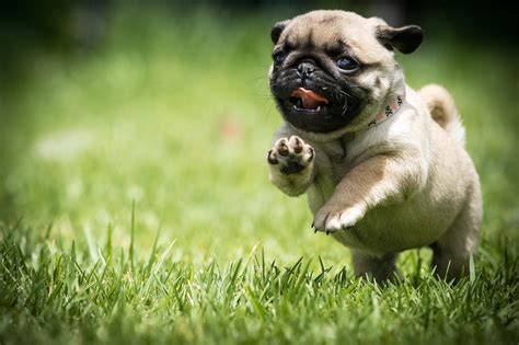 Playful Pug HD Wallpaper: Joy in Every Leap